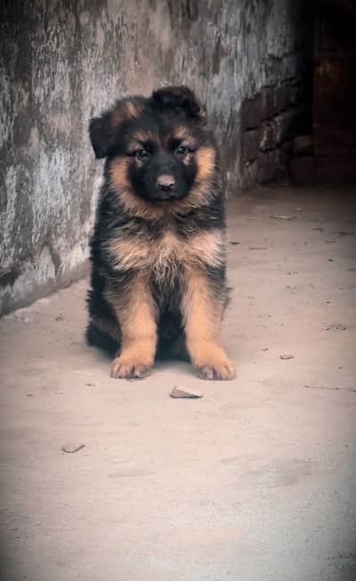 German Shepherd puppies
