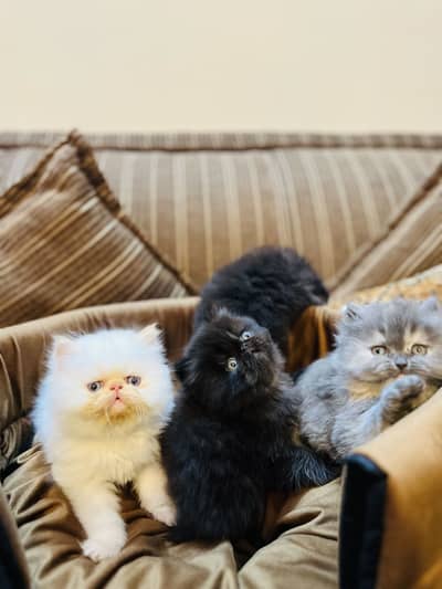 Pure Persian Kittens
