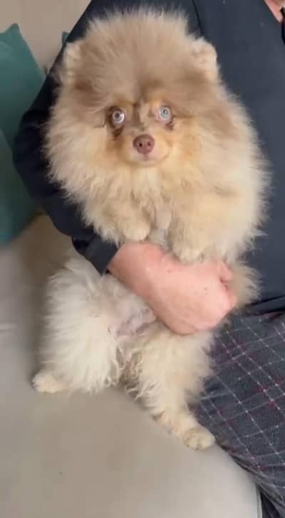 Rare Pomeranian pedigree pup imported from Russia