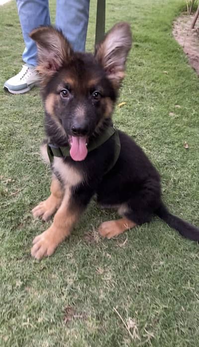 German Shepherd Puppy