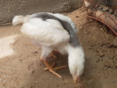 germon shamoo & Mianwalle paper white chicks