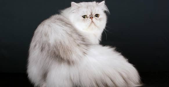 persion cat
