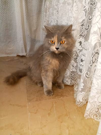 Persian Cat (Female) Available 