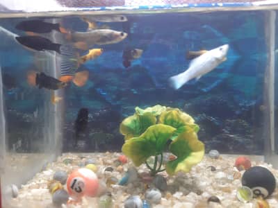 beautiful molly fishes for sale  per pair 450 full breader pairs