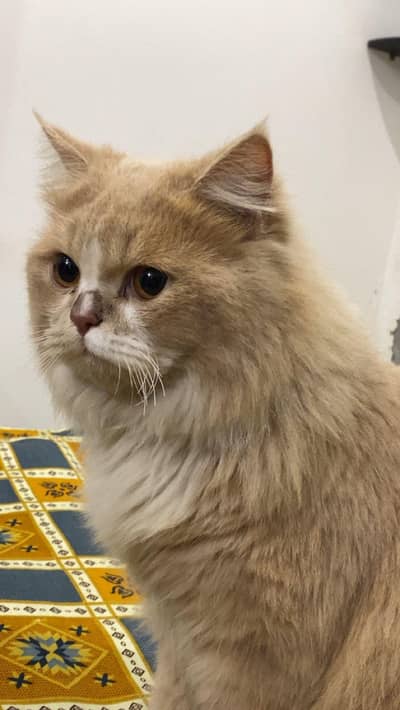 triple coated name: Simba