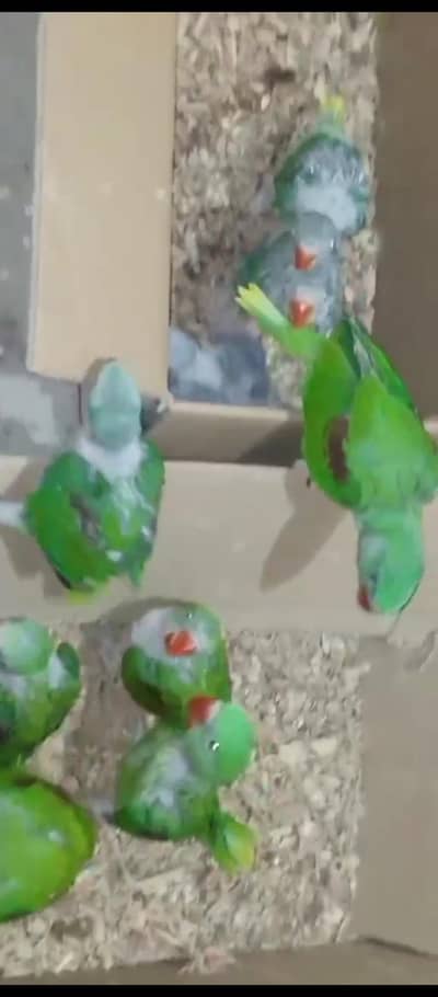 raa chiks for sale nail tail ok hai