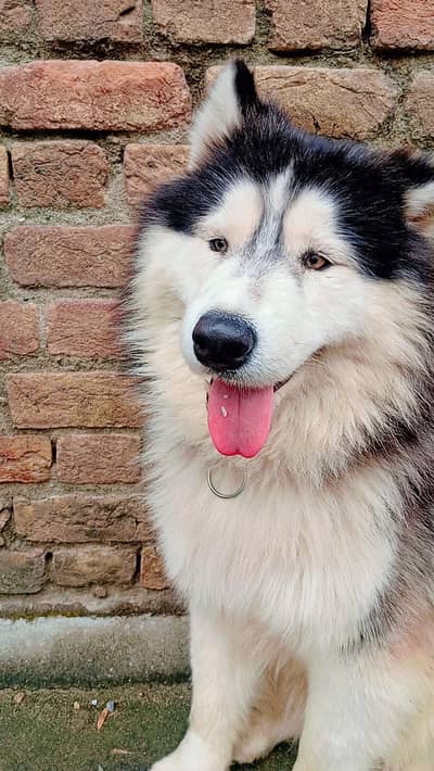 Siberian husky | Heavy born structure| Husky dog|