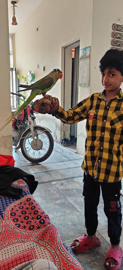 no bite handtam and toking bird