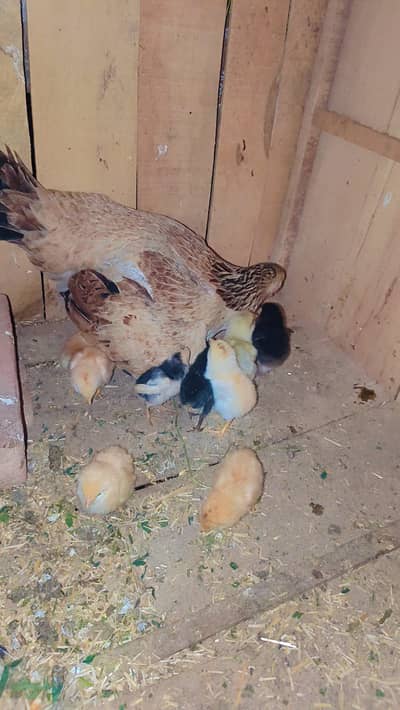 10 bachy ha madi ly nechy mashllha bohat out calas ky bachy ha