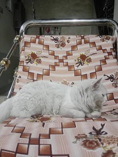 persian cat adoption