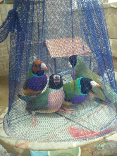 Lady Goldian Finch / Java Finch / Finches