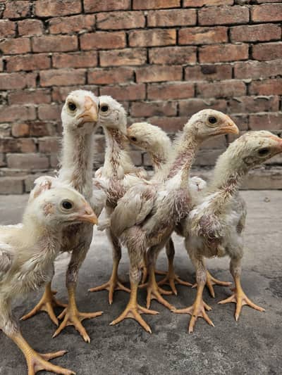 Shamo Aseel Chicks & Eggs for Sale | Top Quality White Shamo Breed