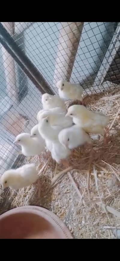 heera aseel chicks (1000 per piece ) 03324997411