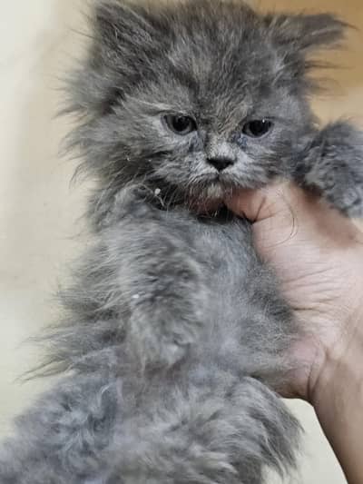 Persian kitten 1.5 months old