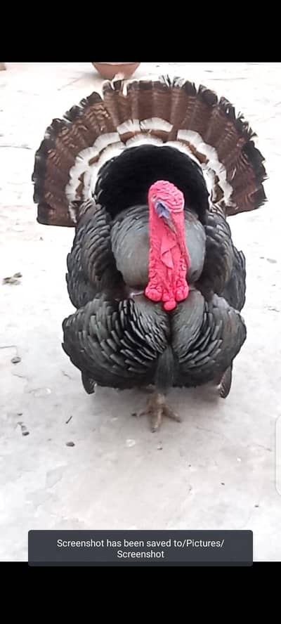 Turkey male  for sale 0333_470+73'96