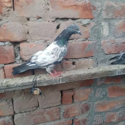 my WhatsApp 03075197074