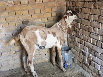 Qurbani Bakry healthy & pure