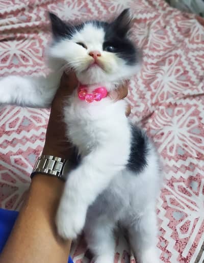 Persian Cat Kitten