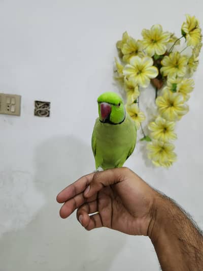 hand tame male parrot