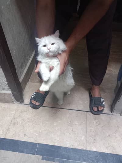 Persian cat , every thing is fit , eyes and body . No weakness.