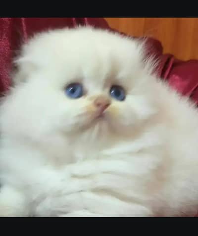 persian cat my WhatsApp number 03321719378