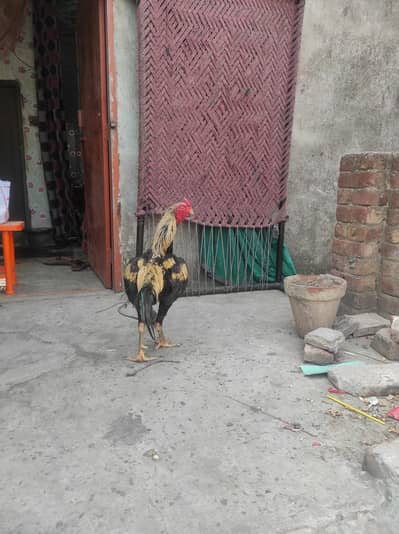 Brown color Aseel chicken