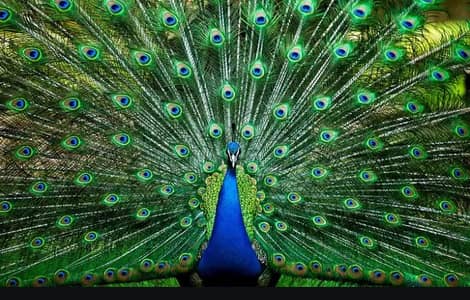 indiana blue packock male for sale