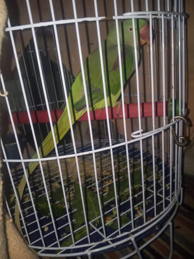 raw female hay . . . . . . is number per rabta kery 03040214814