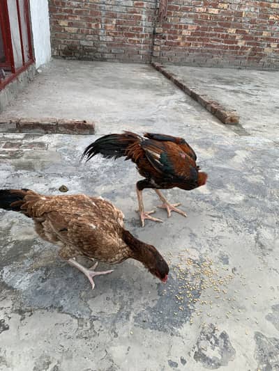 pure aseel brown black pair for sale
