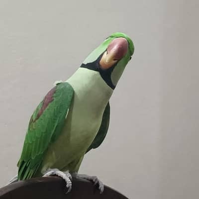 raw parrot tamed pair