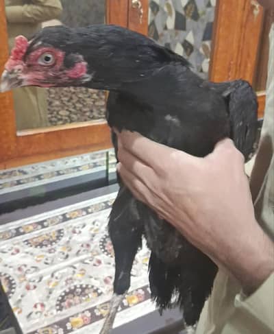 Old blood line aseel