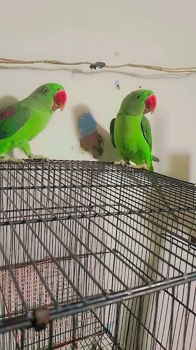 kashmiri raw parrot helthy and happy pair for sale