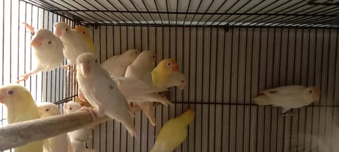 Albino Red Eyes Lovebirds Breeder Pairs For sale