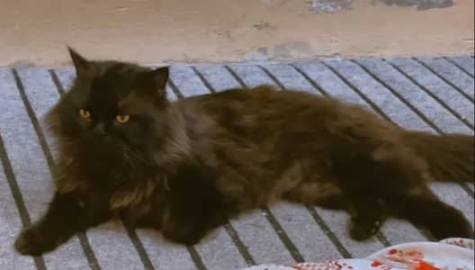 Persian Cat Black