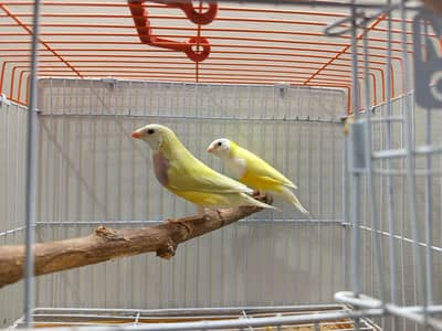 YELLOW BACK BONDED PAIR
