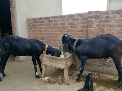 desi ghasi bakra for sale height wala 03009881756