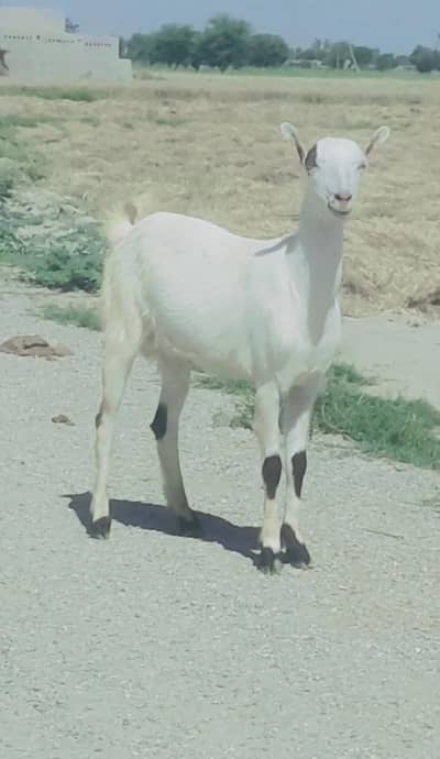 Beautiful tedda male 2 dant khassi best for qurbani 2026