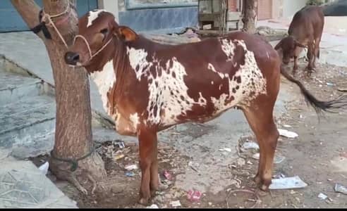 Healthy n active bachra available for sale best for qurbani