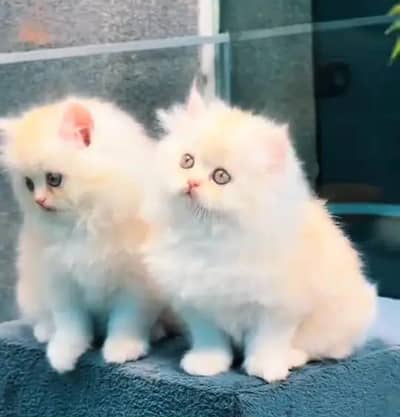 Persian female kitten for sale delivery available all Pakistan