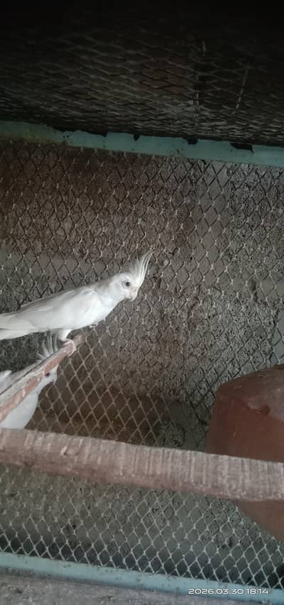 Eno cocktail breaded pair