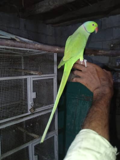 Tame Ringnack,+chiks