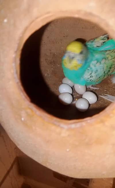 Rambow Budgies Breeder Pair