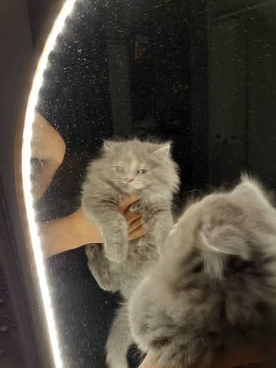 two beautiful persian kittens for sell