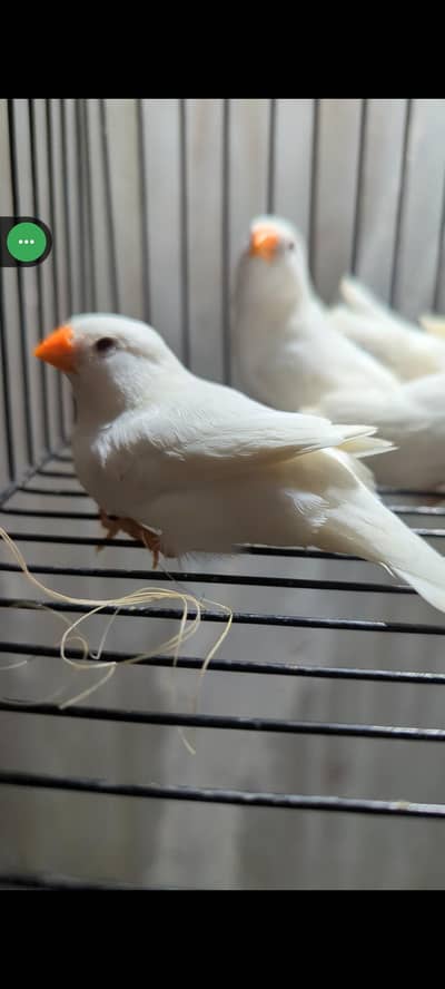 snow White finches, Snow White finches, Finches, White finches