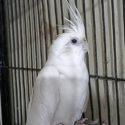 breeder  cocktail  red eye