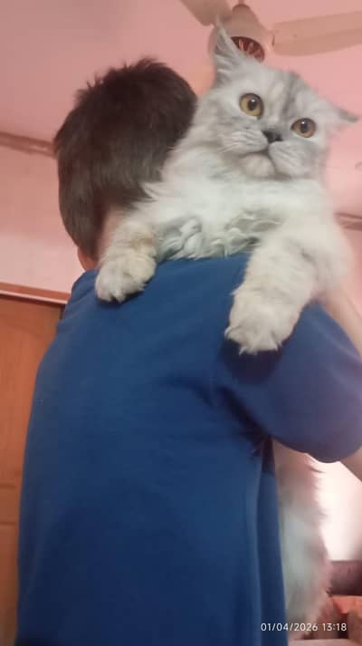 active Persian cate for SS ale