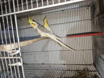 Cocktaile breeder pairs