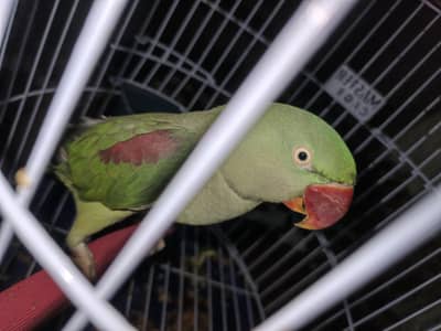 raw female hay . . . . . . is number per rabta kery 03040214814