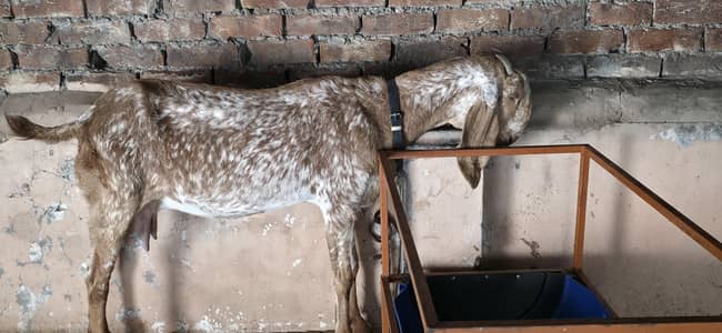 Pure Makki Cheeni 2 Bachon k sth