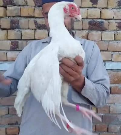 assel hen eggs laying